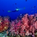 coral_soft_arch_h_0705_png1024.jpg
